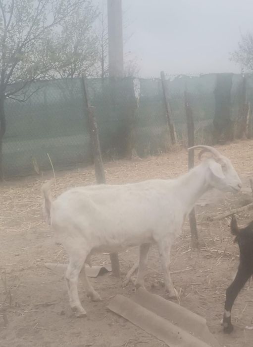 Capră de văzare bună