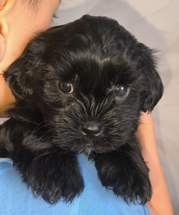 Мальтипу мальчики/девочки