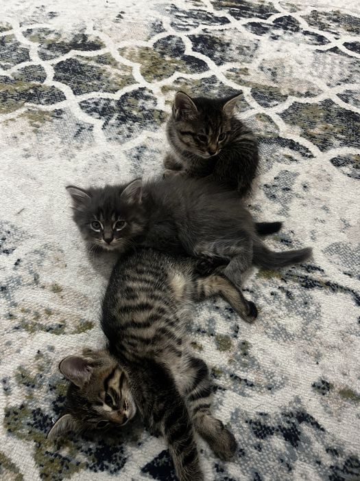 Отдам даром котенок