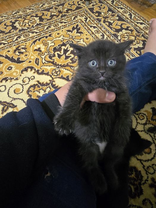 Отдам котята. Родились 25 ноября