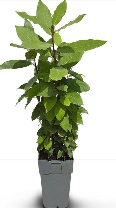 Laurus Nobilis (DAFIN La Ghiveci )