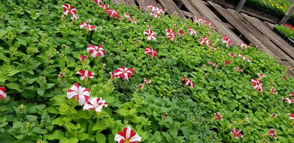 Продам петунию оптом