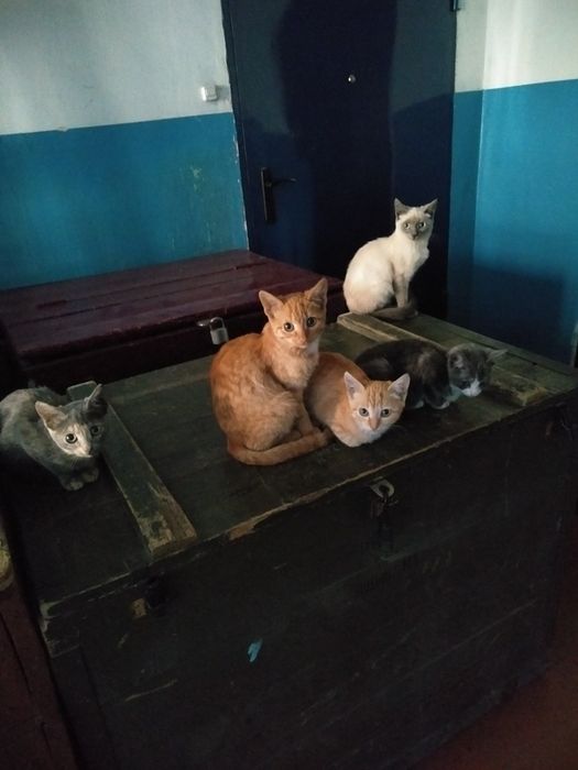 Котята котята котята