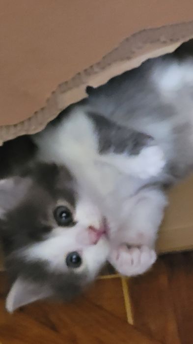 Дарю обалденного котенка