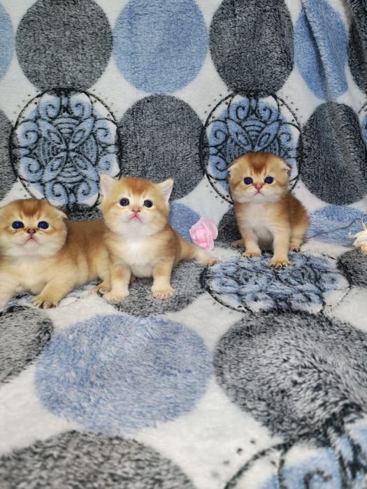 Золотая шиншилла котята