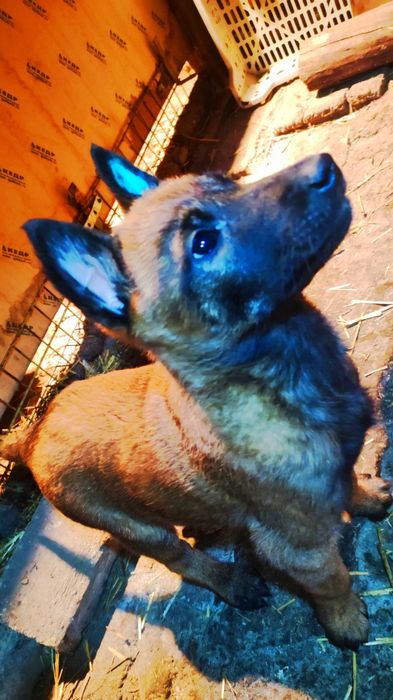 Бельгийская овчарка малинуа