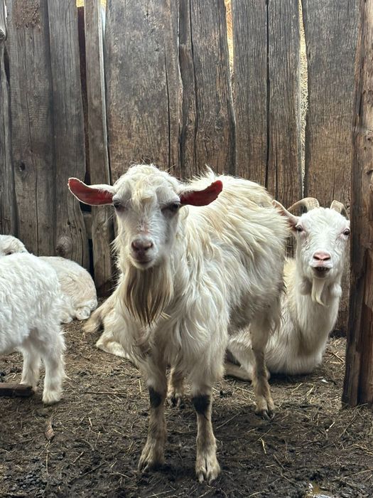 Теке сатылады жас