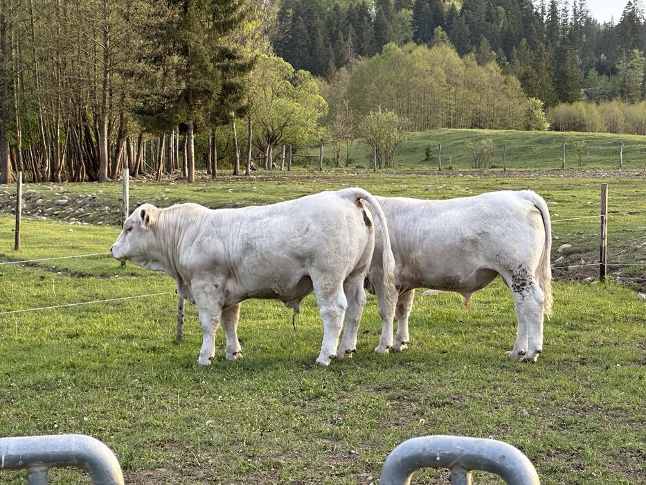 De vânzare taur Charolaise pentru montā.