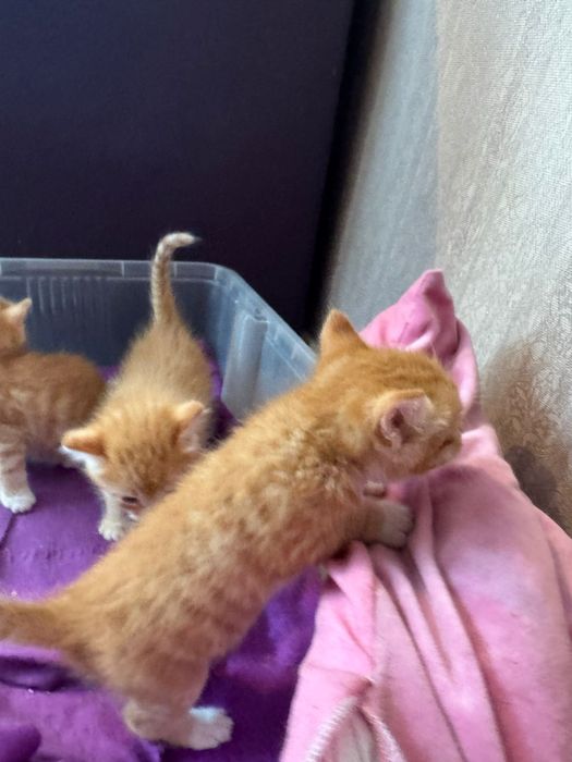 Бесплатно котята