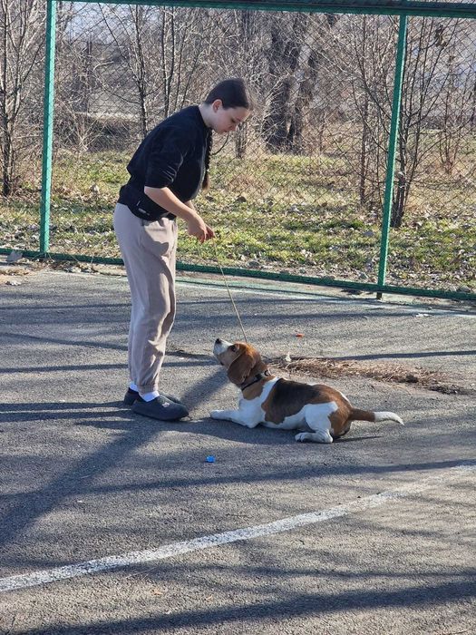 Племенной кобель бигля ищет подружку!