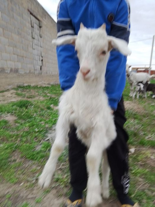 Лақтар 10мың нан сатылады