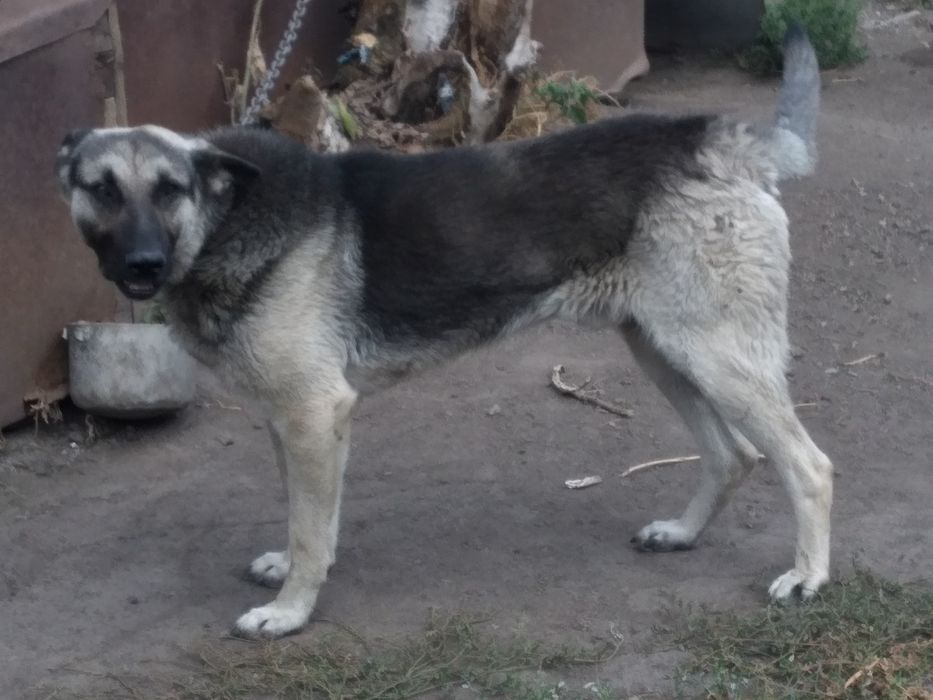 Восточно-европейская овчарка,Вязка