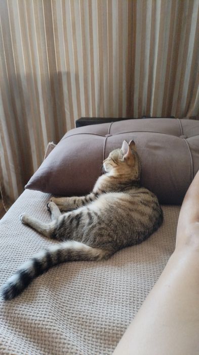 Отдам котенка бесплатно