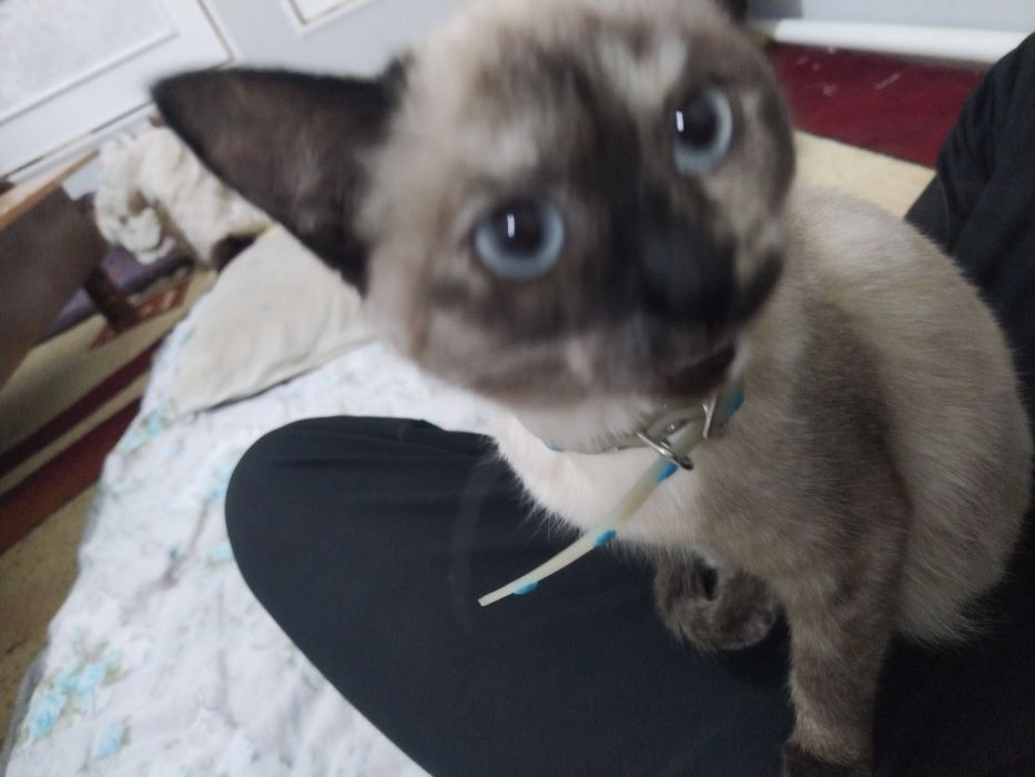 Siam mushuk sotiladi