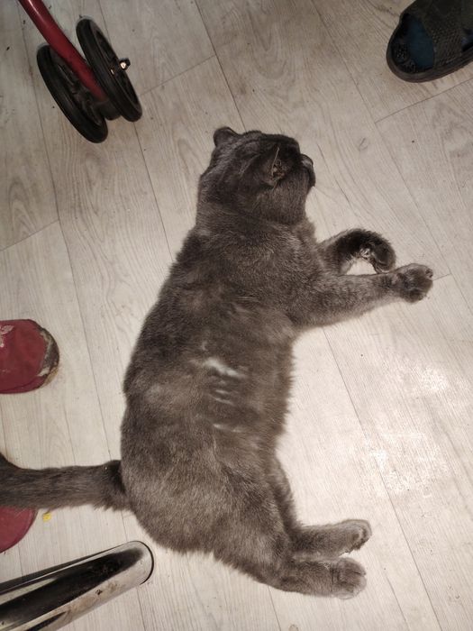 Отдам в добрые руки