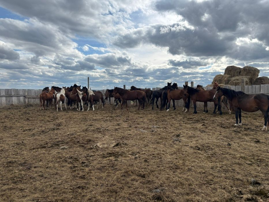 Продается табун!