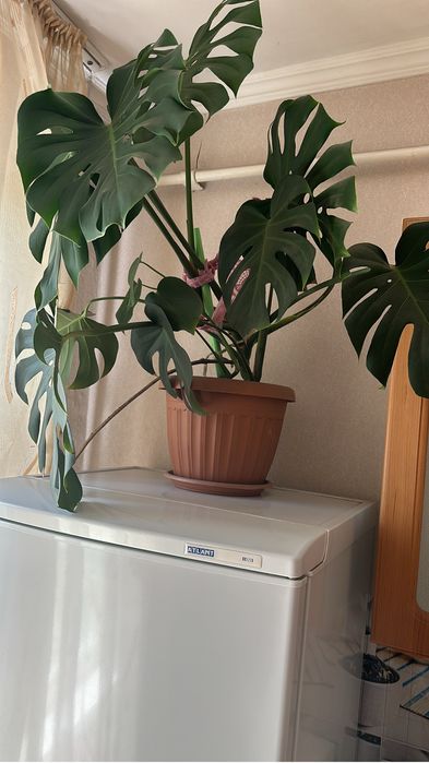 Цветы, диффенбахии, алое и т. д.