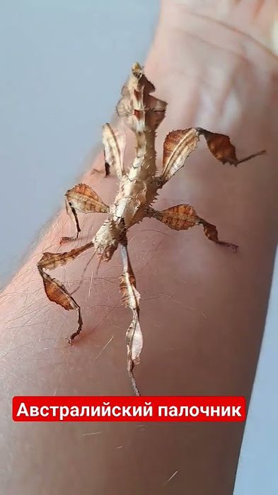 Австролийский палочник насекомое малыши