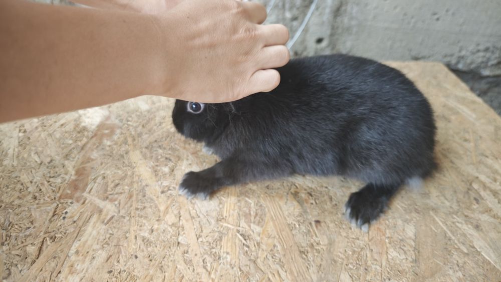 Iepuri pitici /rasa mica