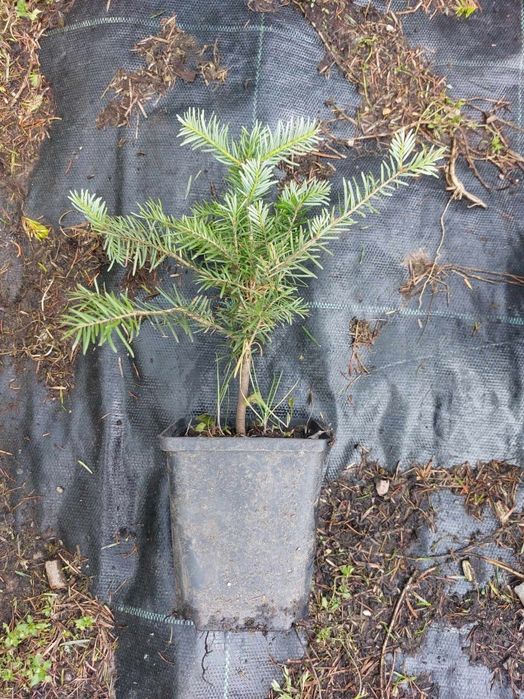 Puieti brad alb Abies alba la ghiveci P11- plantare 12 Luni/an