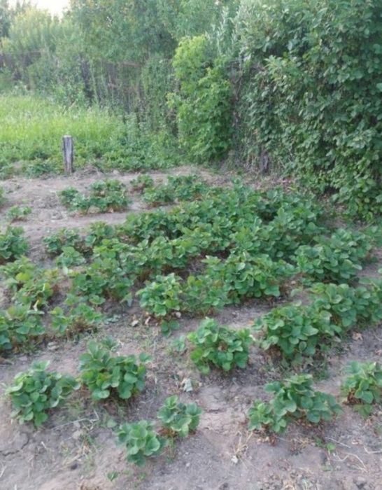 Продается дача , зарослый с/о