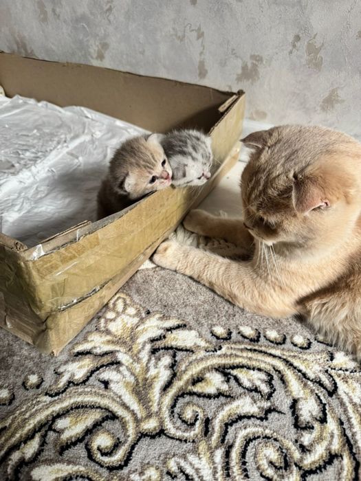 Мушукчалар сотилади 2милондан онаси скотиш страйт онаси скотиш фолд