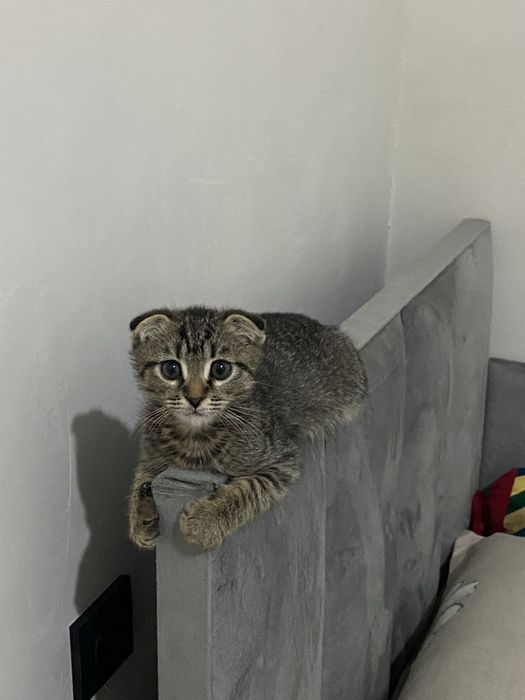 Кошка вислоухи продаю