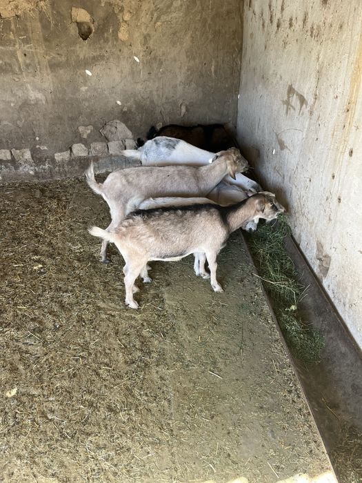 Ешкі сатылады Альпейский парода