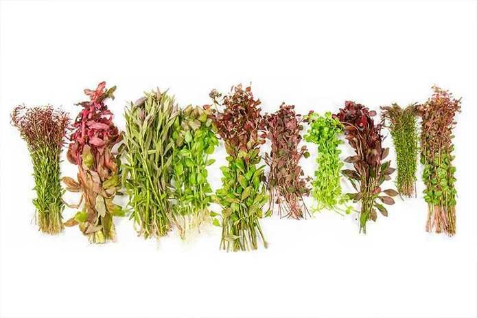 Plante de acvariu frumoase și sănătoase.