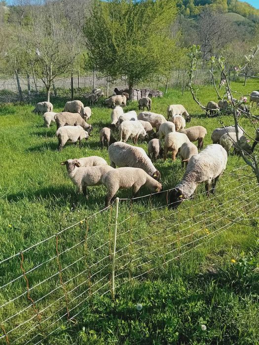 Vand oi sulfok,barusa de covasna