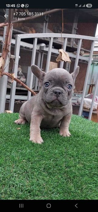 Красивые французики