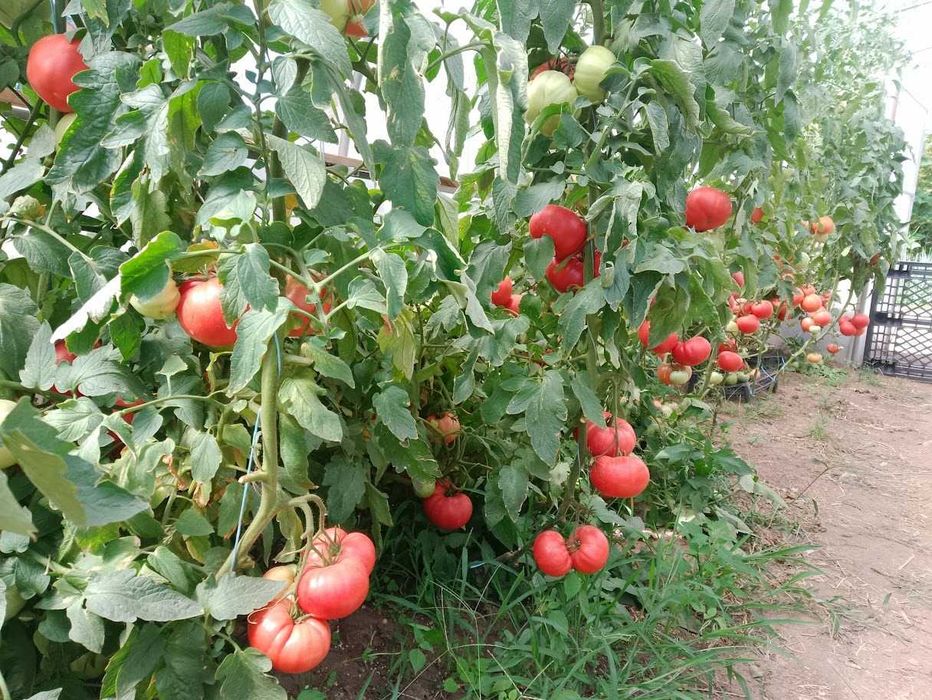 Продавам селски розови домати краставици пресни зеленчуци - София , с. Бусманци - само на място