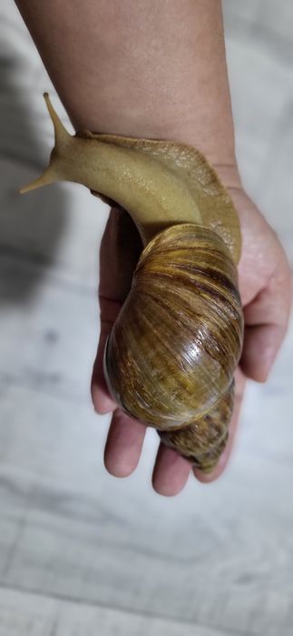 Улитка. Ахатина.