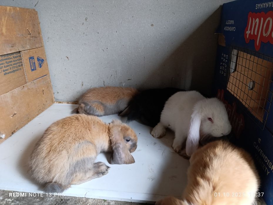 Кролики французский баран