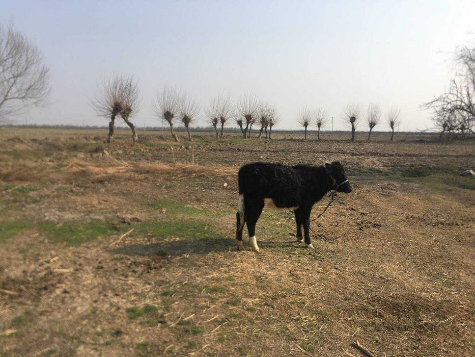 Земля более 60 соток