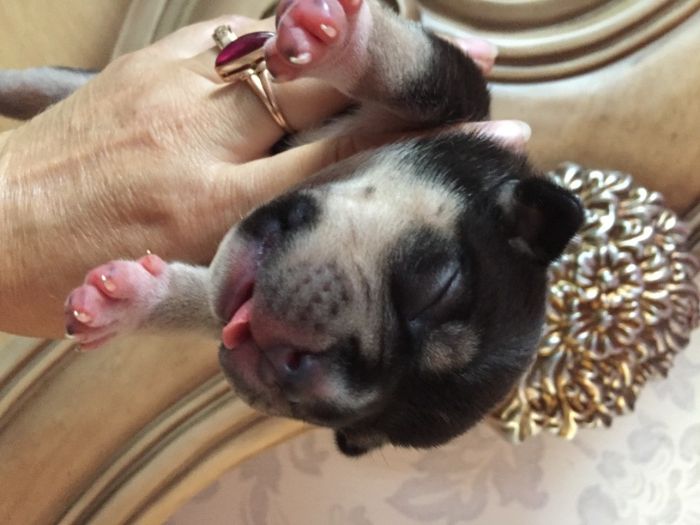 американский булли