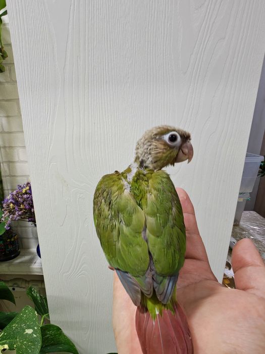 Продаётся птенец Ананасовой Пирруры