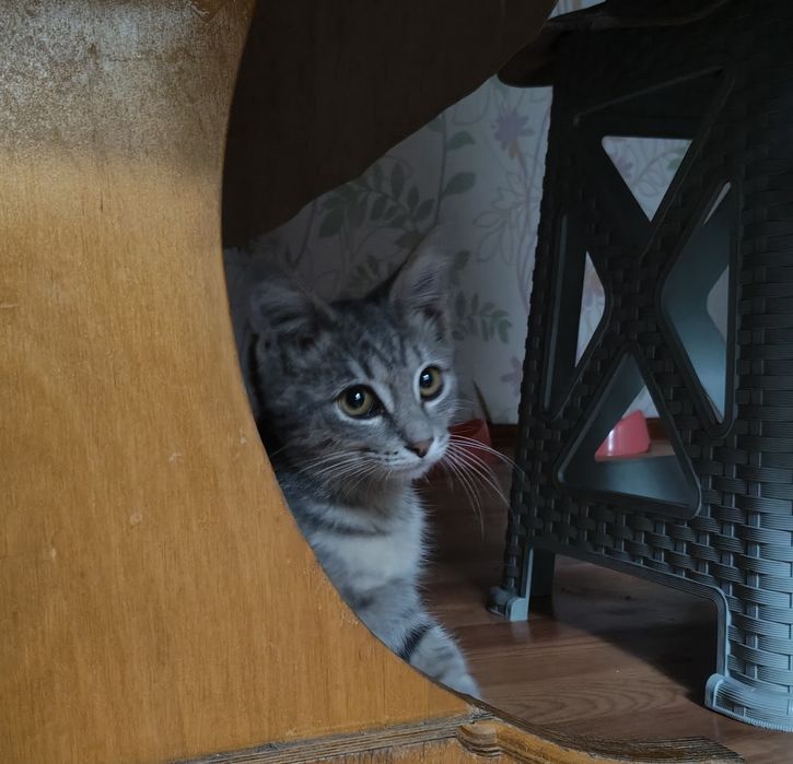 Отдам котенка в добрые руки