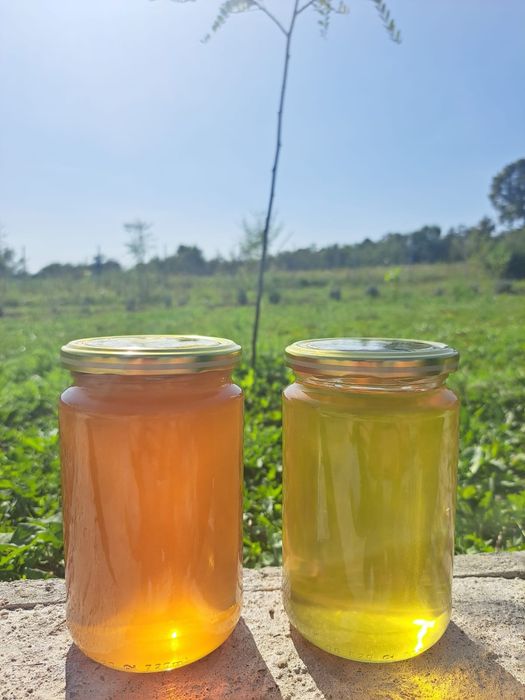 Vând miere de salcâm și poliflora