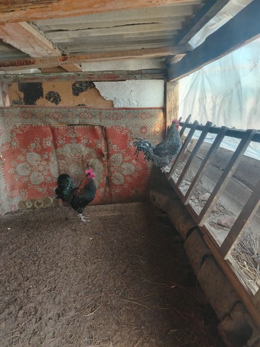 Продаю две петух