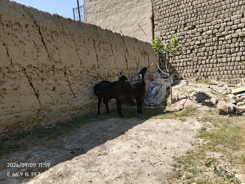 Quchqorlar sotiladi