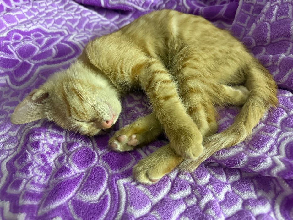 Котенок 2 месяца