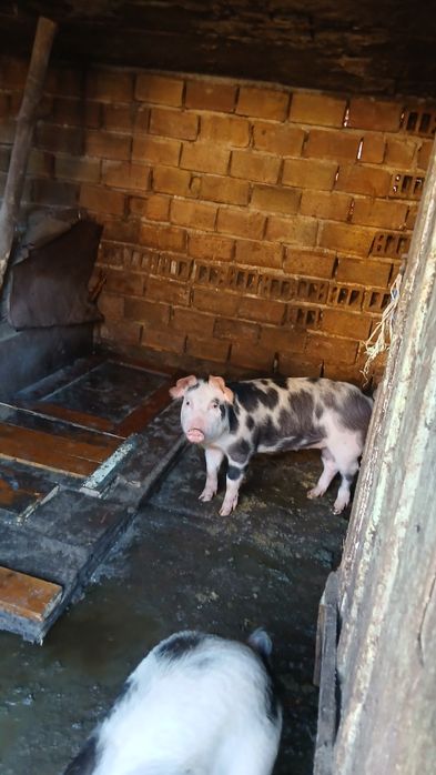 Домашни Прасета 4броики