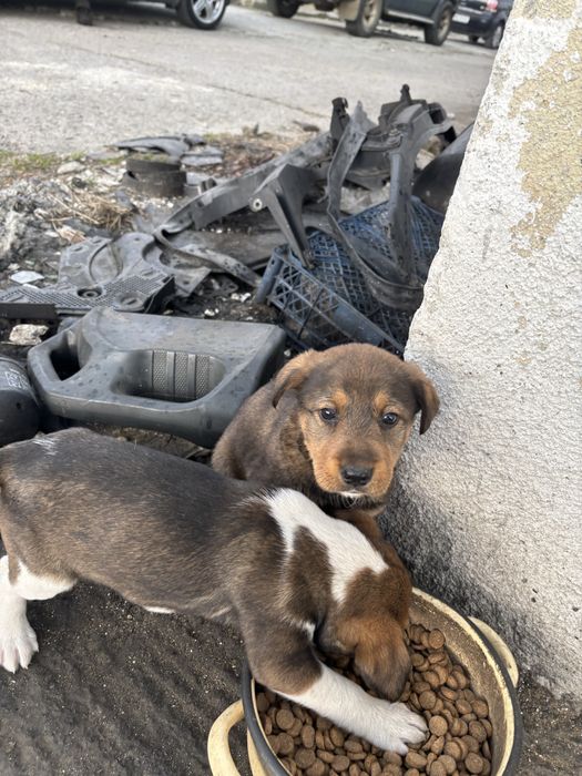 Подарявам кученца на 30 дена