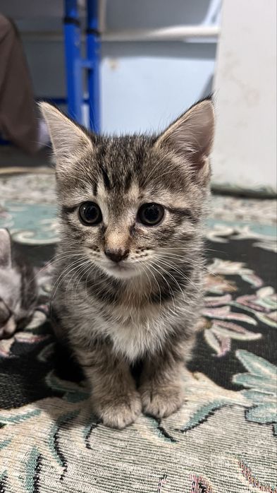 Мысықтар сатылады