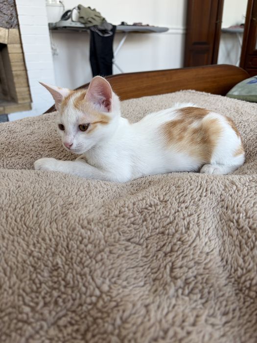 Котенок мальчик 4 месяца