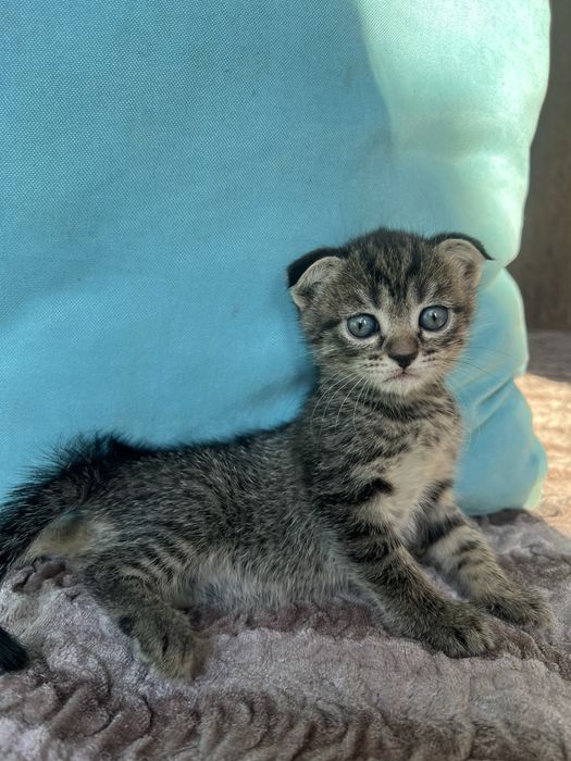 продам котят шотландских вислоухих