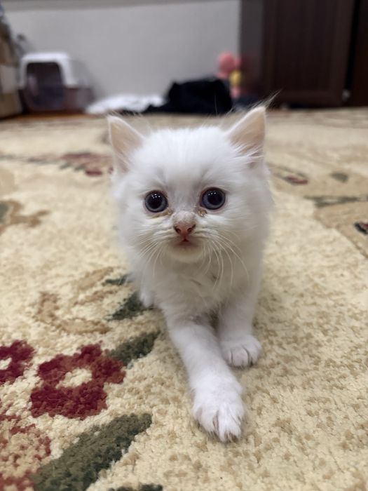 Отдам котят в добрые руки