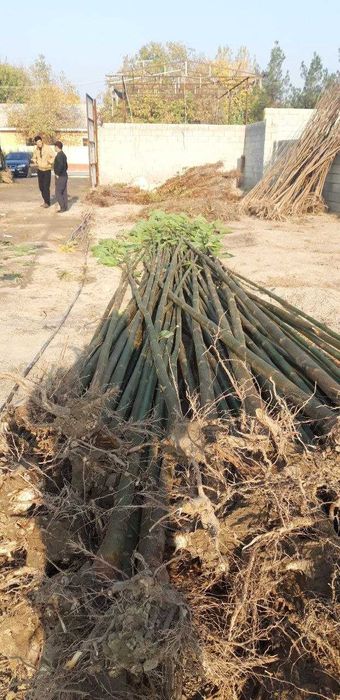 Мевали декоратив 100% ишончли кучатлар,Тераг,Павлония,