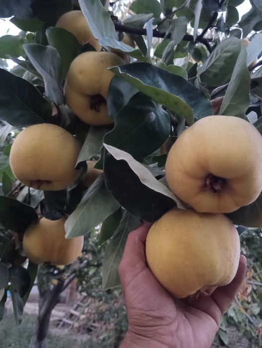 Бехи кучатлари дехкондан биринчи Кул.